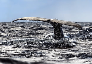 black whale tail, humpback