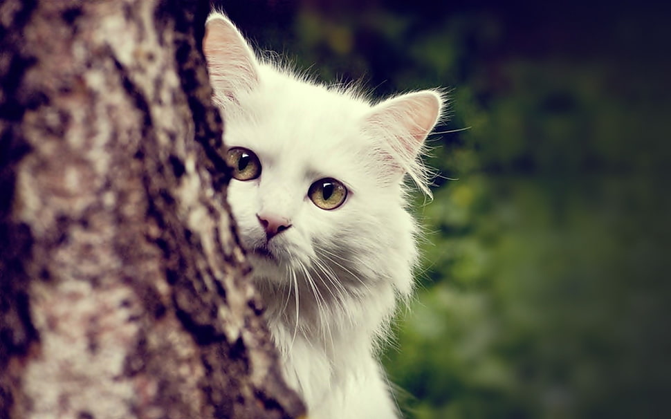 close up photo of white cat HD wallpaper