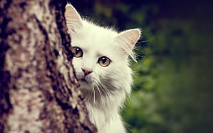 close up photo of white cat