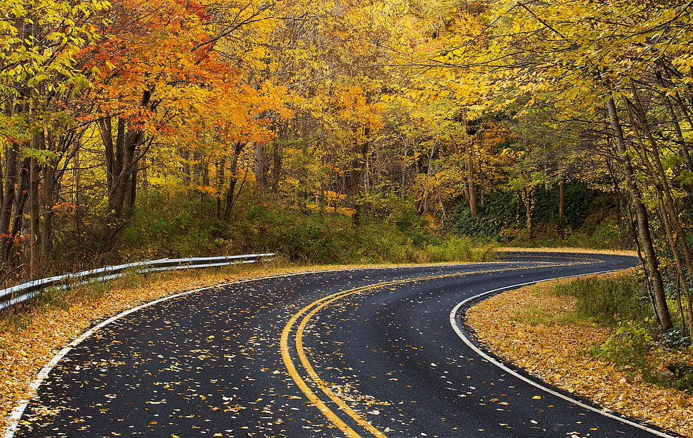 gray concrete road top surrounded with yellow trees HD wallpaper