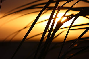 silhouette of grass against sun light