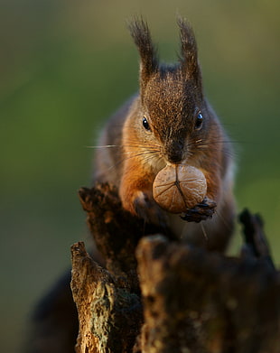 selective focus photography of brown squirrel holding nut