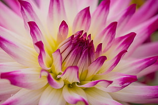 pink and white flower plant, dahlia