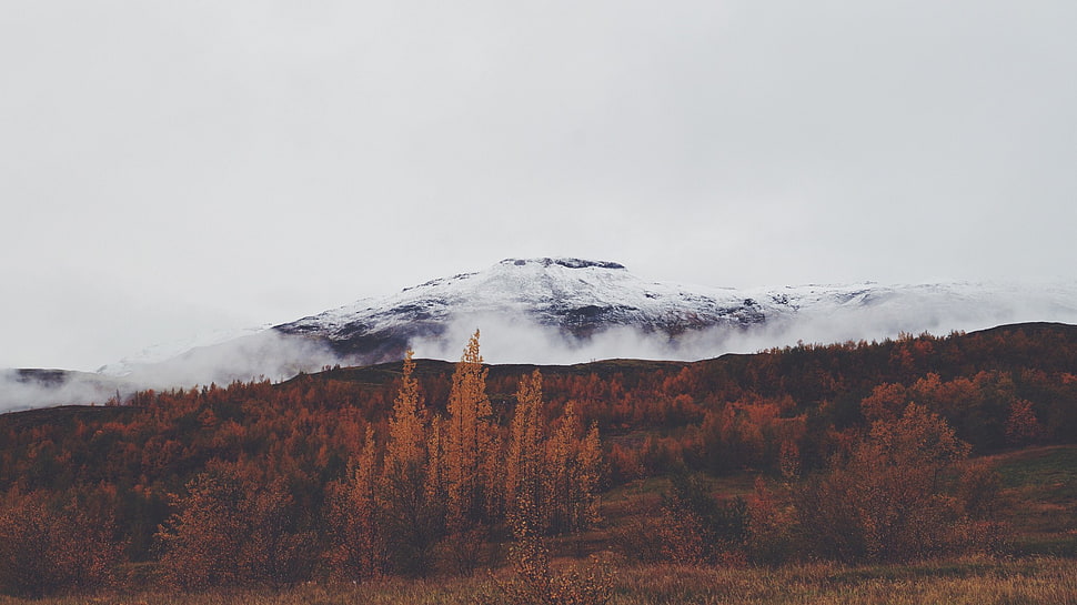 brown forest, landscape, mountains, forest, clouds HD wallpaper