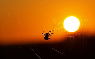 black spider, animals, spider, spiderwebs, sunset