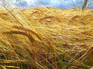 close up photo if dried wheat grass HD wallpaper