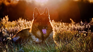 brown German shepherd, dog, animals, grass, sunlight HD wallpaper