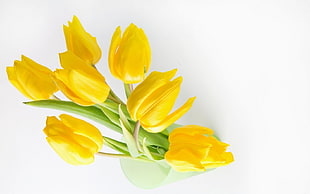 yellow Tulip flowers HD wallpaper