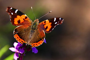 orange, white, brown, grey, and purple butterfly, gran canaria HD wallpaper