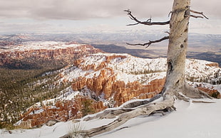 white leafless tree, landscape, mountains, trees, snow