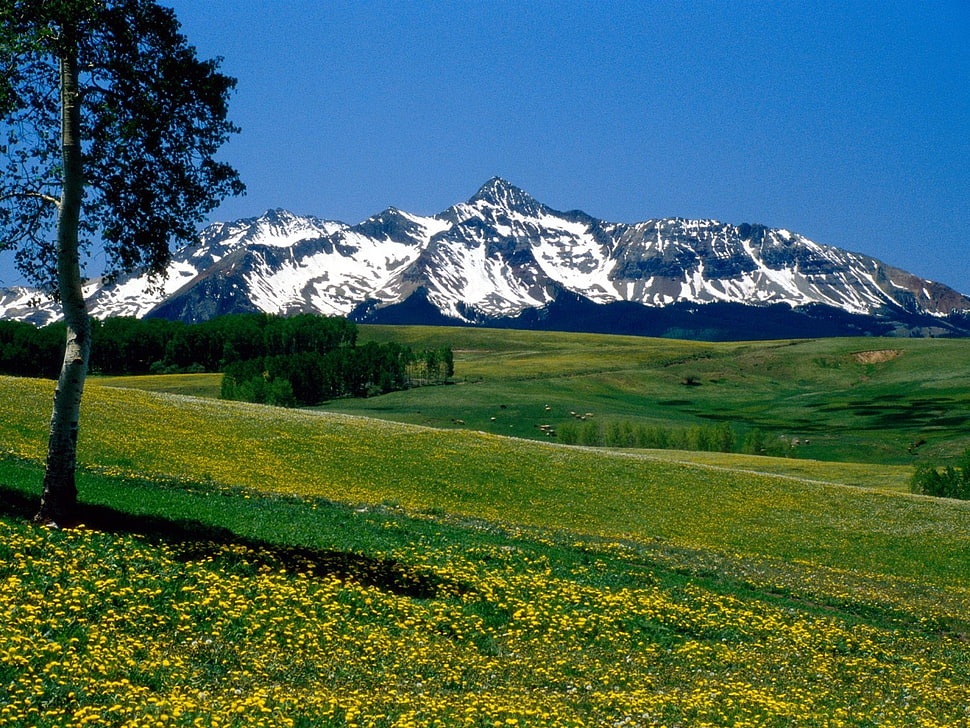 snow covered mountain with green grass field HD wallpaper