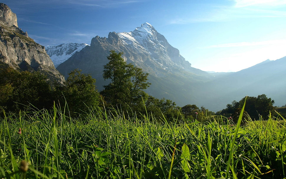 green leafed tree, mountains, sky, nature, landscape HD wallpaper