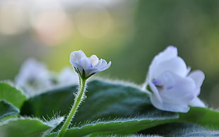 micro shot photography of white flower HD wallpaper