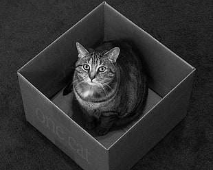 silver tabby cat in box