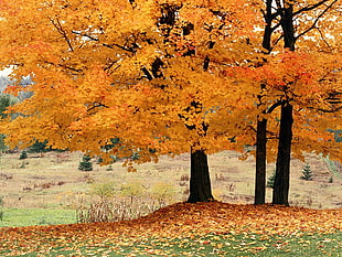 photography of yellow trees HD wallpaper