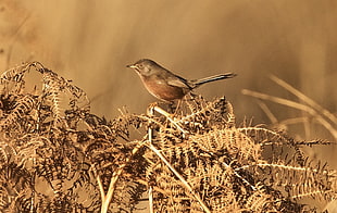 brown bird perched on tree branch in selective focus photography, dartford warbler