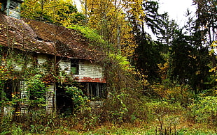 white house surrounded by trees, ruin, alone, abandoned, house