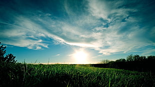 green grass field, dark, clouds, grass, nature HD wallpaper