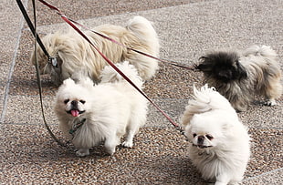 Dog,  Pekingese,  Walk,  Leads