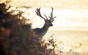 silhouette photography of Buck near body of water