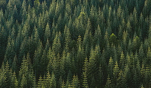 green pine trees, nature, trees, forest