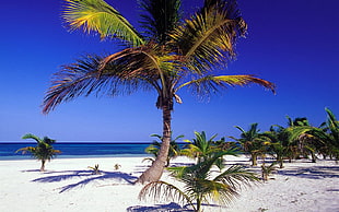 palm trees near seashore under blue sky during daytime