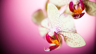 yellow, pink, and orange orchid flower, nature, flowers, macro, orchids