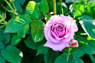 pink rose flower, Rose, Bush, Flower