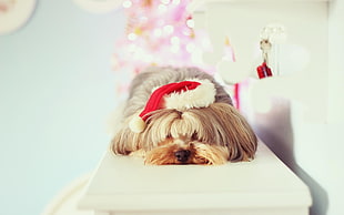 beige long-coated mid-dog wearing santa hat