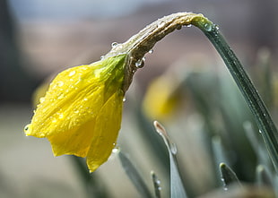 macro photography of yellow petaled flower