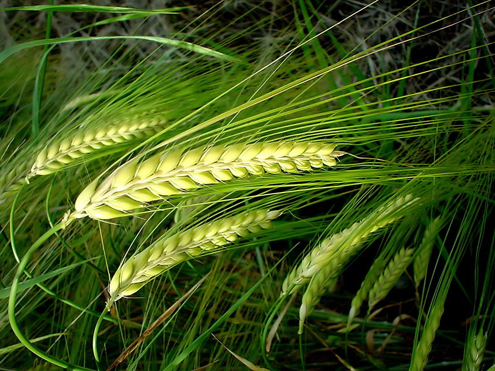 macro shot of green wheat plant HD wallpaper