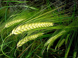 macro shot of green wheat plant