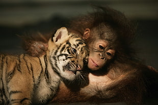 Shallow focus photography of baby tiger and monkey