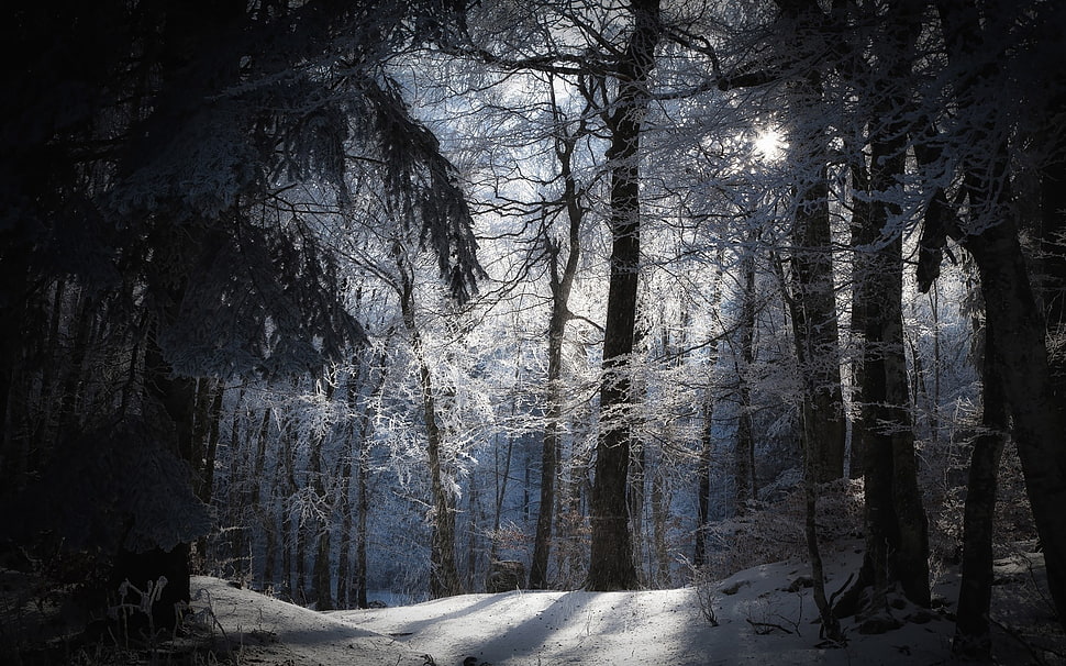 game digital wallpaper, forest, winter HD wallpaper