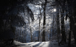 game digital wallpaper, forest, winter