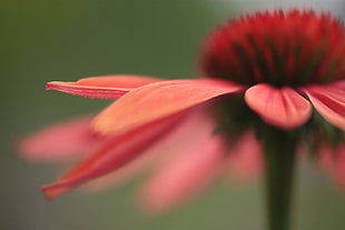 close photo of red petaled flower