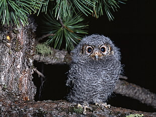 gray owl perch on tree photo