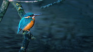 blue and brown bird, birds, branch, kingfisher, animals