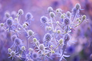 close up photography of purple petaled flower