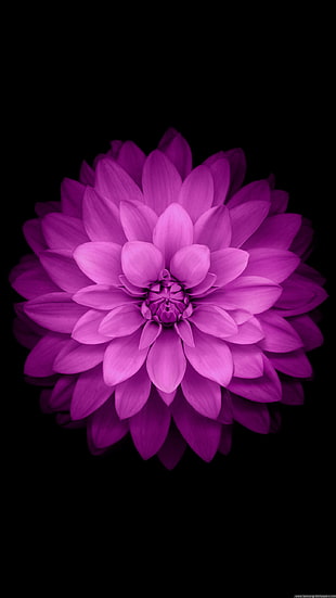pink petaled flower, purple flower, black background