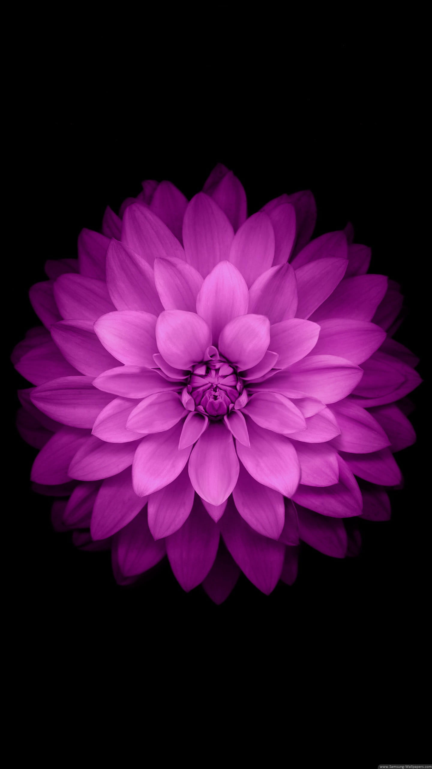 Pink petaled flower, purple flower, black background HD wallpaper |  Wallpaper Flare