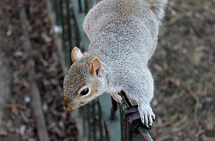depth of field photo of squirrel