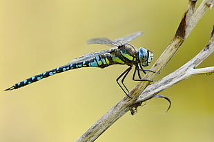 blue eyed Skimmer perched on brown leaf in closeup photography
