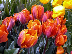 shallow focus photo of orange and yellow tulips