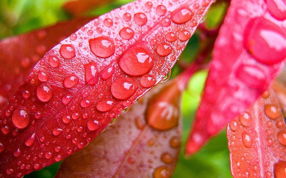 red leaf plant HD wallpaper