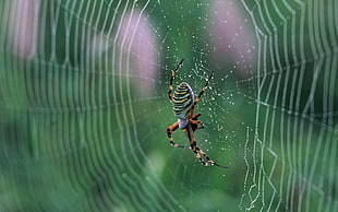 Argiope spider on web selective focus photography during daytime