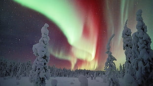 aurora borealis, aurorae, snow, landscape, trees HD wallpaper