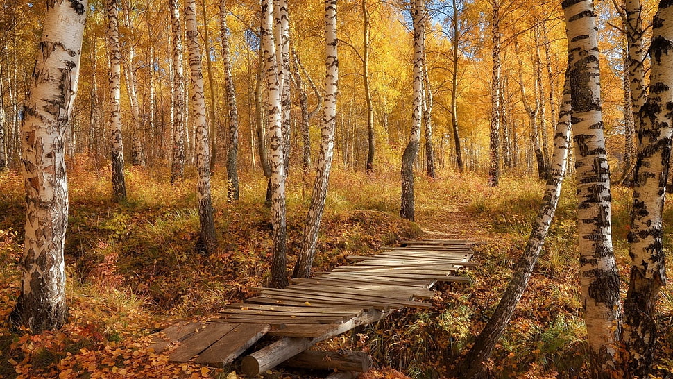brown wood mini bridge surrounding by trees painting, nature HD wallpaper