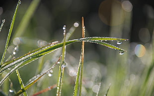 micro photography of grass with water drops during daytime