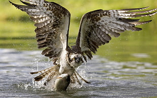 wildlife photography of eagle captures a fish
